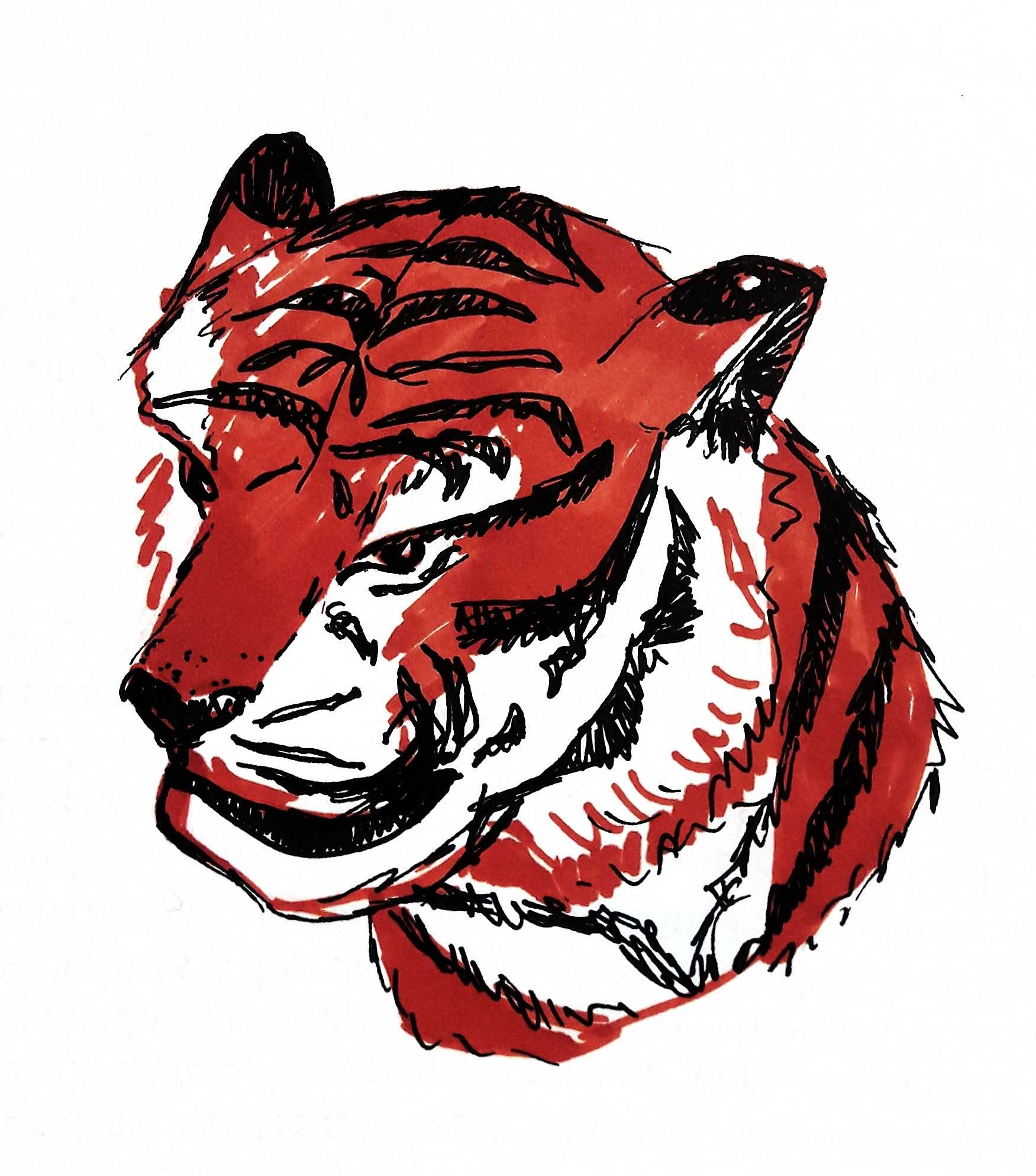 2-Panthera tigris